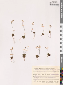 MAG 0020121