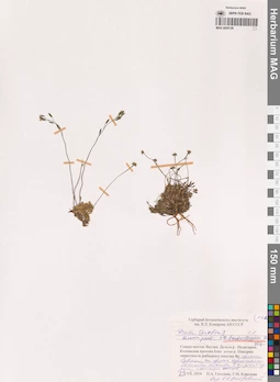 MAG 0020128