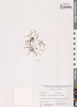 MAG 0020131
