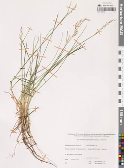 MAG 0020137