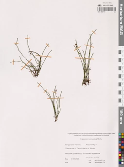 MAG 0020141