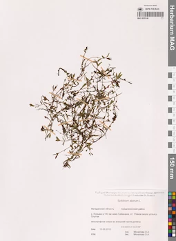 MAG 0020146