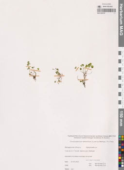MAG 0020150