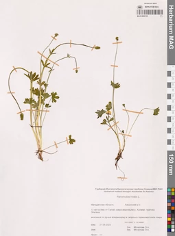 MAG 0020153