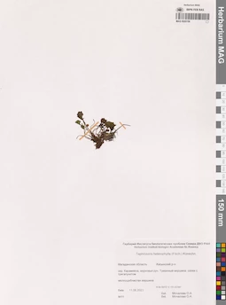 MAG 0020156