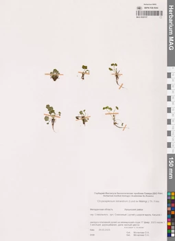 MAG 0020157