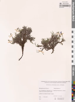 MAG 0020159