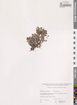 MAG 0020160