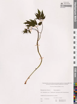 MAG 0020162
