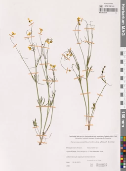 MAG 0020229