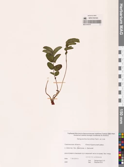 MAG 0010315