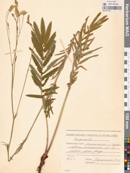 MAG 0010752