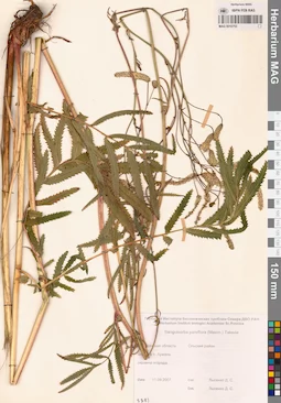 MAG 0010753