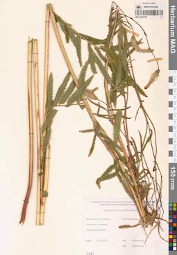 MAG 0010755