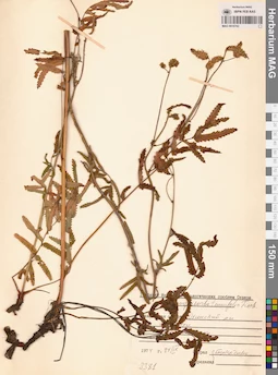 MAG 0010762