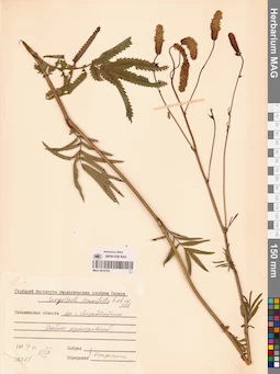 MAG 0010763