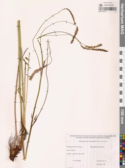 MAG 0010770