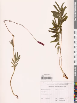 MAG 0010771