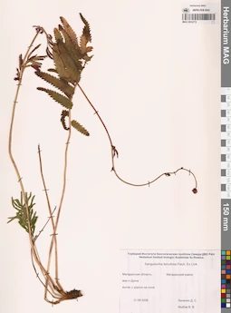 MAG 0010772