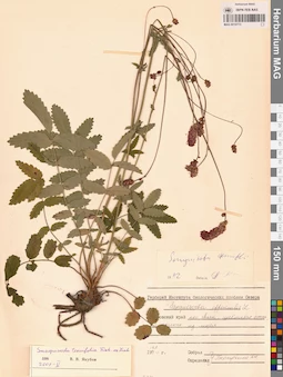 MAG 0010773