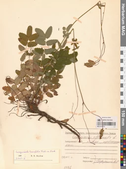 MAG 0010774