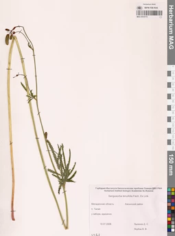 MAG 0010775
