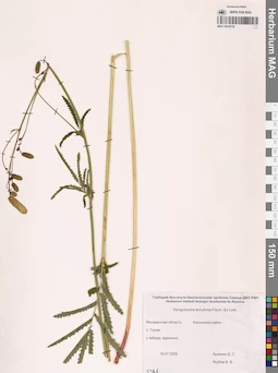 MAG 0010776