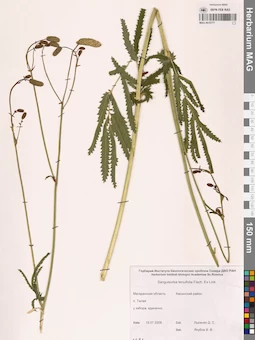 MAG 0010777