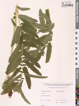 MAG 0010778