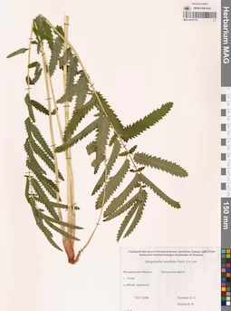 MAG 0010779