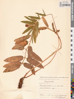 MAG 0010781