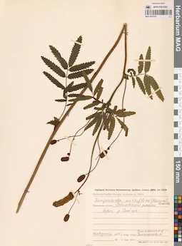 MAG 0010783