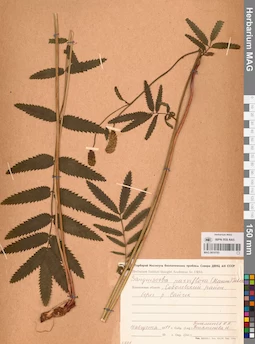 MAG 0010785
