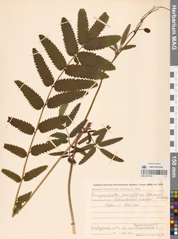 MAG 0010786