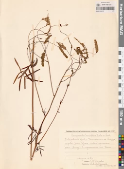 MAG 0010787