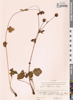 MAG 0006567