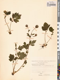 MAG 0006568