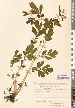 MAG 0006572