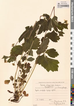 MAG 0006573