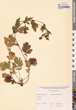 MAG 0006574