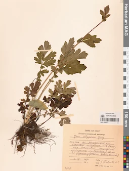MAG 0006575