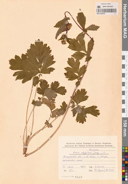 MAG 0006576