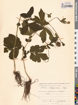 MAG 0006577