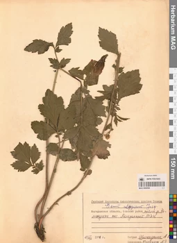 MAG 0006584