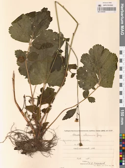 MAG 0006585