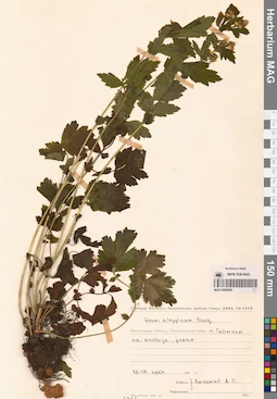 MAG 0006586