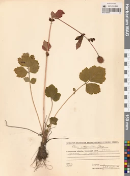 MAG 0006591