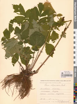 MAG 0006594