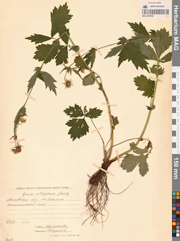 MAG 0006596
