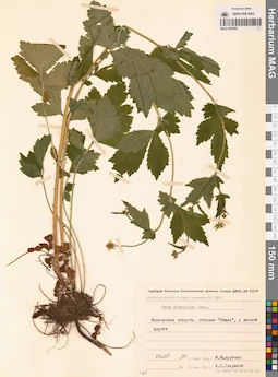 MAG 0006597